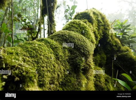 Moss Forest Cameron Highlands Pahang Malaysia Stock Photo Alamy