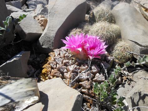 Chautle Livingrock Flowering Plants Of The Trans Pecos Of Texas