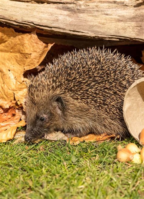 Nine Hedgehog Garden Hazards And How To Avoid Them