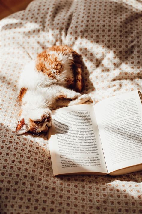 6 Great Books For Cat Lovers I Like Cats Very Much Cat Photography