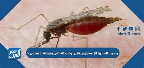 كيف ينتقل مرض الملاريا