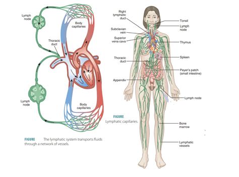 Major Function Of Lymphatic System