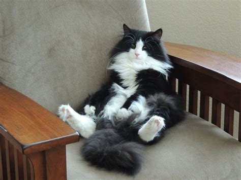328 Best Images About Tuxedo Cats On Pinterest