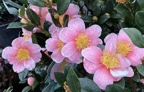 How To Choose And Grow Camellias The Queen Of Winter Flowers In