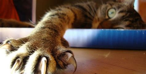 Little Known Fun Facts About Your Cats Claws Purrdy Paws