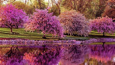 Pink Blossom Spring Flowers Covered Trees With Reflection On Body Of