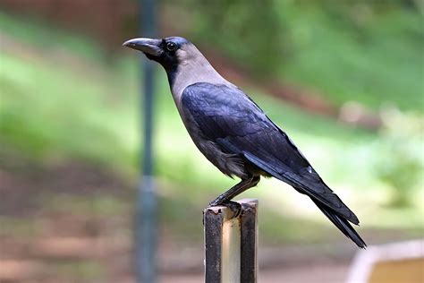 Crow Corvus Bird Pictures