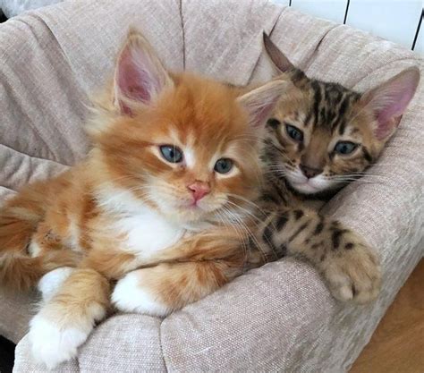 Most popular unique, funny & orange cat names. Pin on Best Cat Names