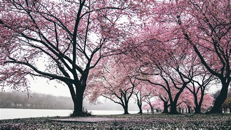 3840x2160 Cherry Blossoms Trees 4k 4k Hd 4k Wallpapers