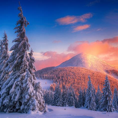 Snowy Pine Trees And Mountains 4k Ipad Pro Wallpapers Free Download