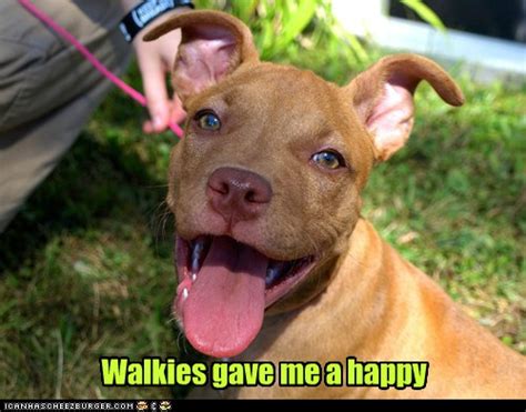 I Has A Hotdog Pitbull Funny Dog Pictures Dog Memes Puppy