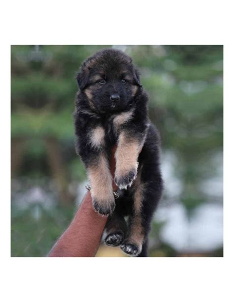 V aaron vom warmetel ipo2, kkl 1a, va yankee. German Shepherd Puppies for sale Gender Female