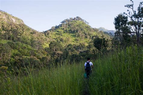 Cultivated living takes centre stage in this verdant green wonderland as eco forest pays homage to the lush flora of broga hills. The forests in Myanmar and the lives of Wild Animals ...