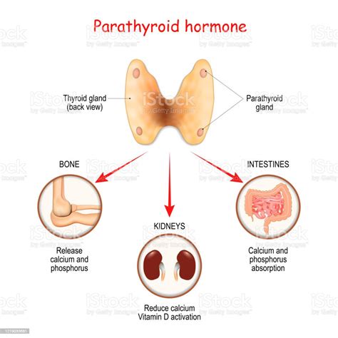 Hormones Produced By The Parathyroid Gland Parathyroid Hormone Stock