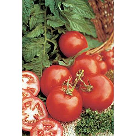 Early Girl F1 Hybrid Tomato Seeds Ne Seed