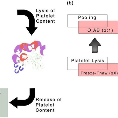 Platelet Content And Preparation Of Pooled Human Platelet Lysate