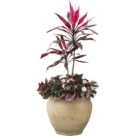 Houseplant Flowerpot Indoor Plant Potted Plants Png Download 800
