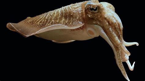 Theres A Life Form That Exclusively Lives Inside Cephalopods