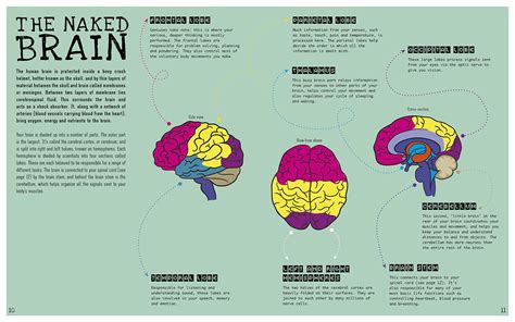 Left Brain Right Brain Wallpaper 59 Pictures