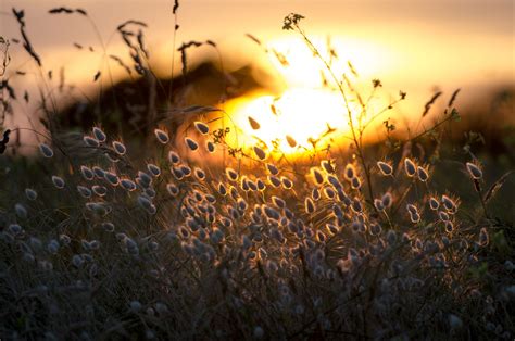 壁纸 阳光 景深 日落 花卉 性质 反射 草 科 黄色 晚间 早上 树 秋季 叶 厂 植物区系 黑暗