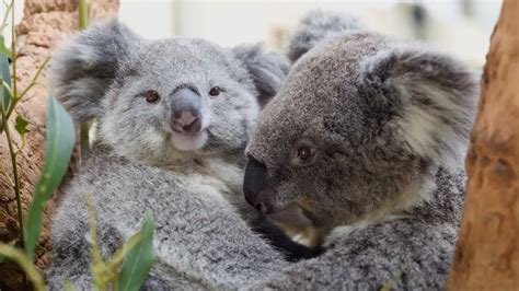This Baby Koala Just Loves Cuddling Youtube