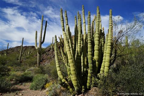 Desert Immersion At Organ Pipe Cactus National Monument Zamia Ventures