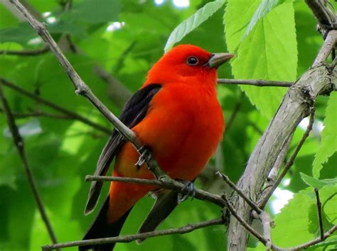Scarlet Tanager Birds And Blooms