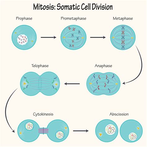 Mitosis Somatic Cell Division Vector Art At Vecteezy