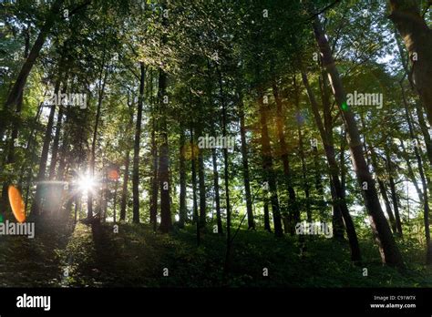 Sun Shining Through Trees In Forest Stock Photo Alamy