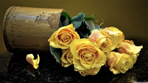 Yellow Roses Wallpapers Top Free Yellow Roses Backgrounds