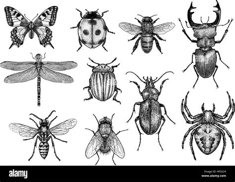 Insect Collection Illustration Engraving Drawing Ink Stock Vector