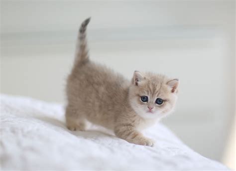 British Shorthair Chinchilla Color Kittenblue Golden Shaded Kitten