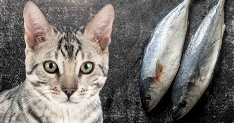 Can Cats Eat Tuna The Fishy Facts We Love Cats And Kittens