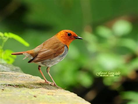 Spring Robins Wallpapers Wallpaper Cave