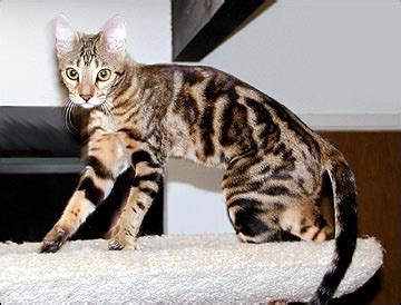 Sometimes pedigreed cats end up at the shelter after losing their home to an owner's death, divorce. Marbled Tabby Bengal