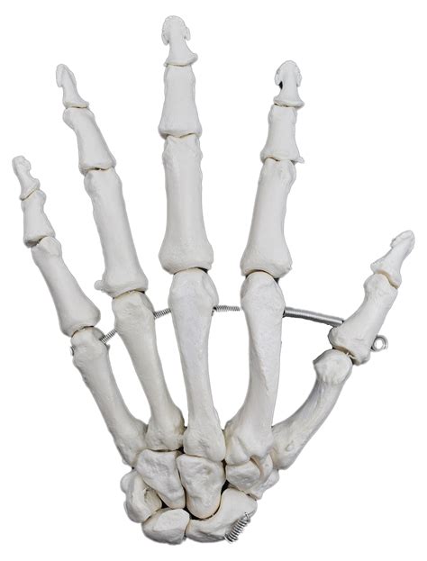 Buy Hand Model Left Articulated Anatomically Accurate Human Hand