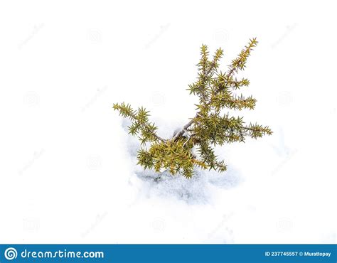 Pine Sapling Emerging From Under The Dense Snow Layer Stock Image