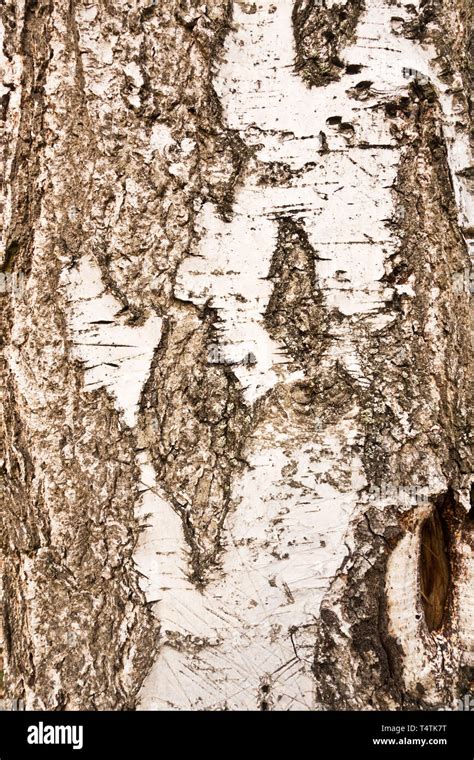 Birch Tree Bark Stock Photo Alamy