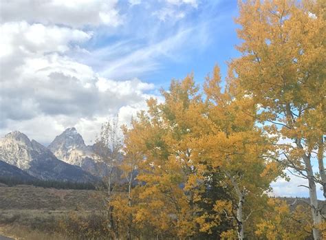 Jackson Hole Fall Autumn Leaves Inn On The Creek