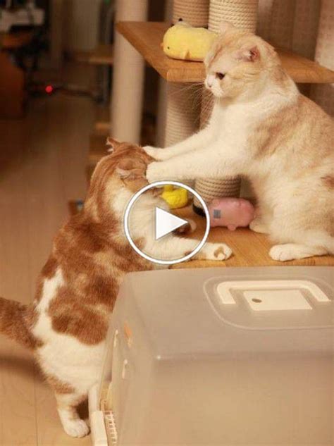Video Cats Are Simply Funny Clumsy And Cute Funny Cat Compilation