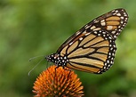 File:Monarch Butterfly Danaus plexippus on Echinacea purpurea 2800px ...