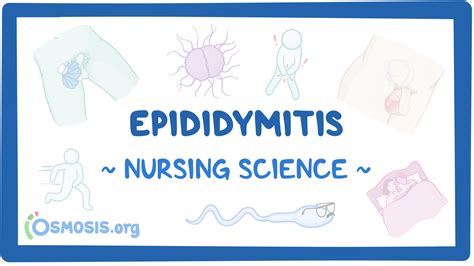 Epididymitis Nursing Osmosis Video Library