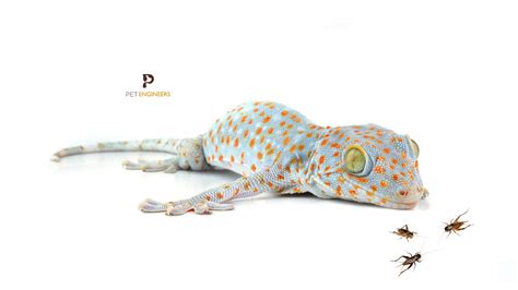 Tokay Gecko Insect Feeding Guide 101 What Insects Can Tokay Geckos Eat