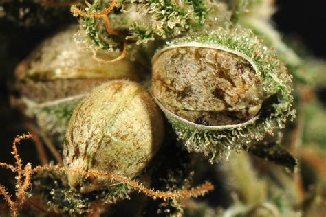 How To Tell If Cannabis Seeds Are Male Or Female
