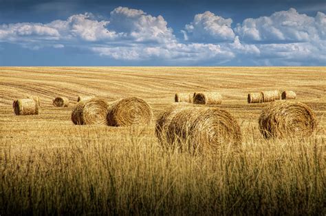 Straw Hay Bales In A Summer Harvest Field In Montana Photograph By