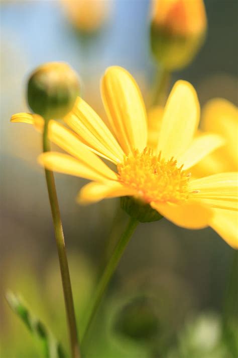 Wildflower In Yellow Photograph By Henry Inhofer Pixels