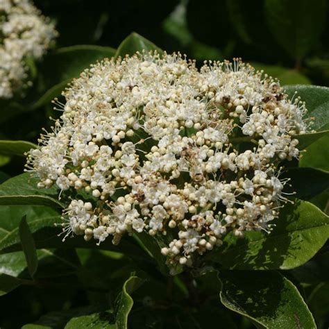 Brandywine Viburnum Spring Meadow Nursery