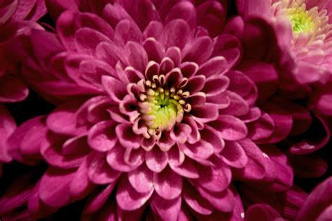 Free Images Flower Petal Pink Flora Dahlia Purple Flowers Macro Photography Flowering