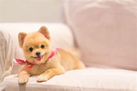 Does A Short Haired Pomeranian Exist 7 Reasons Why All About Poms