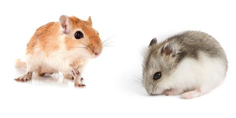 Gerbil Vs Hamster Our Awesome Comparison To Help You Decide
